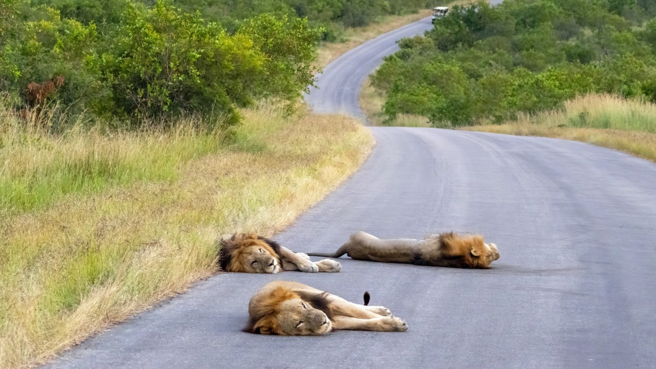 Three male lions seek relief from insects by sleeping in the road in Kruger National Park.