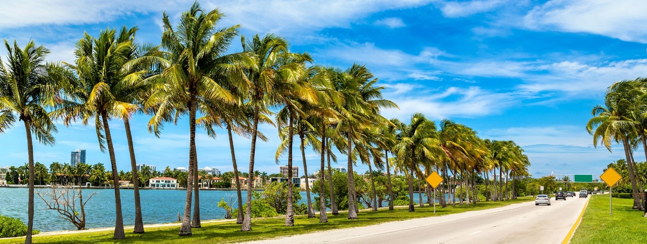 Palm trees and road in Miami Beach, Florida