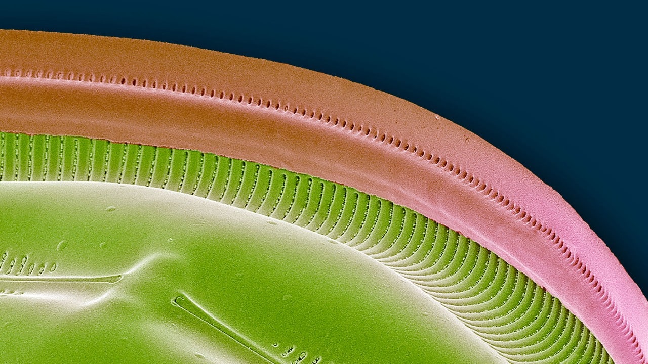 Biogras unter einem Mikroskop